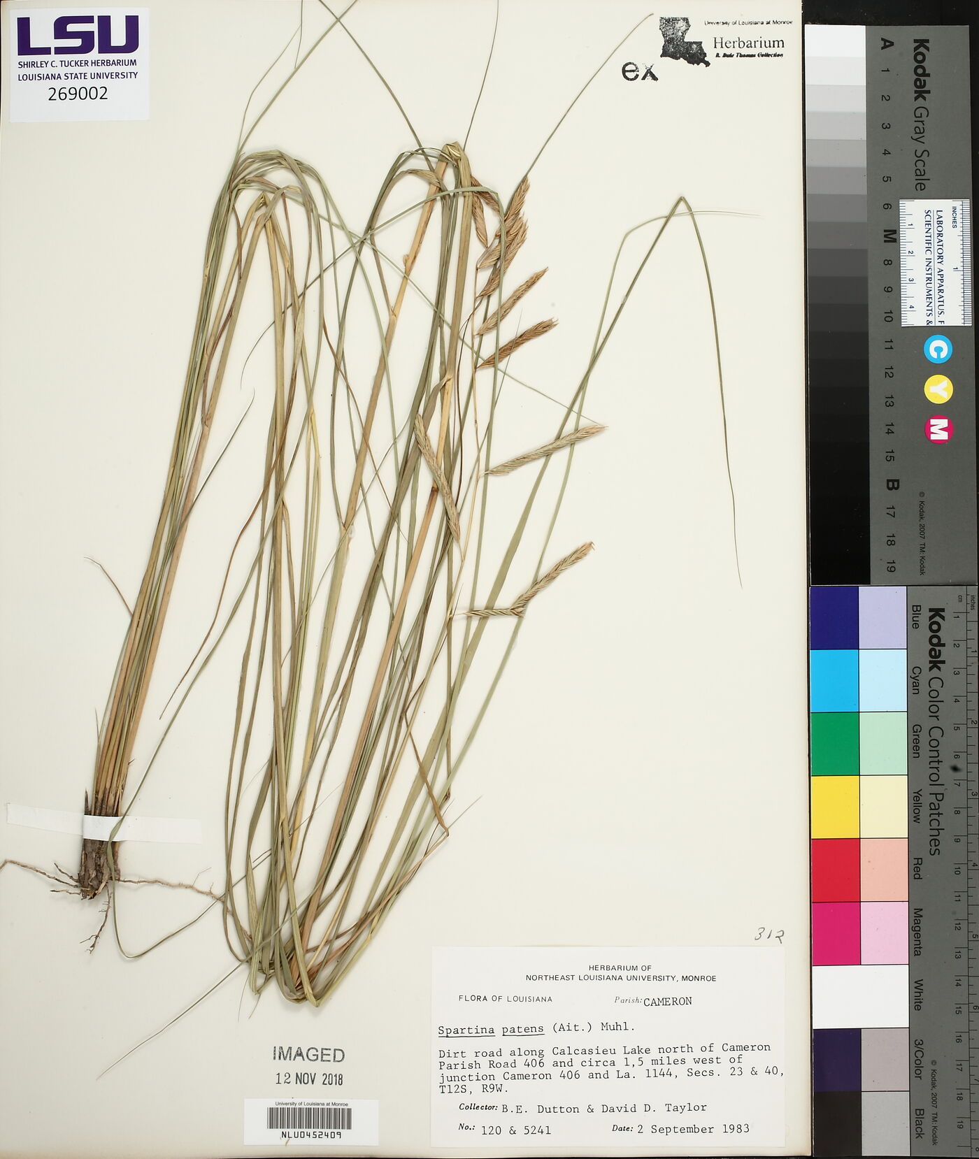 Spartina patens image