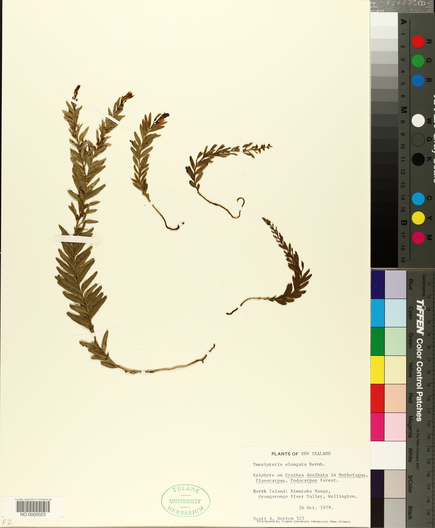 Tmesipteris elongata image