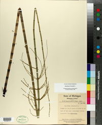 Equisetum fluviatile image