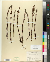 Equisetum sylvaticum image