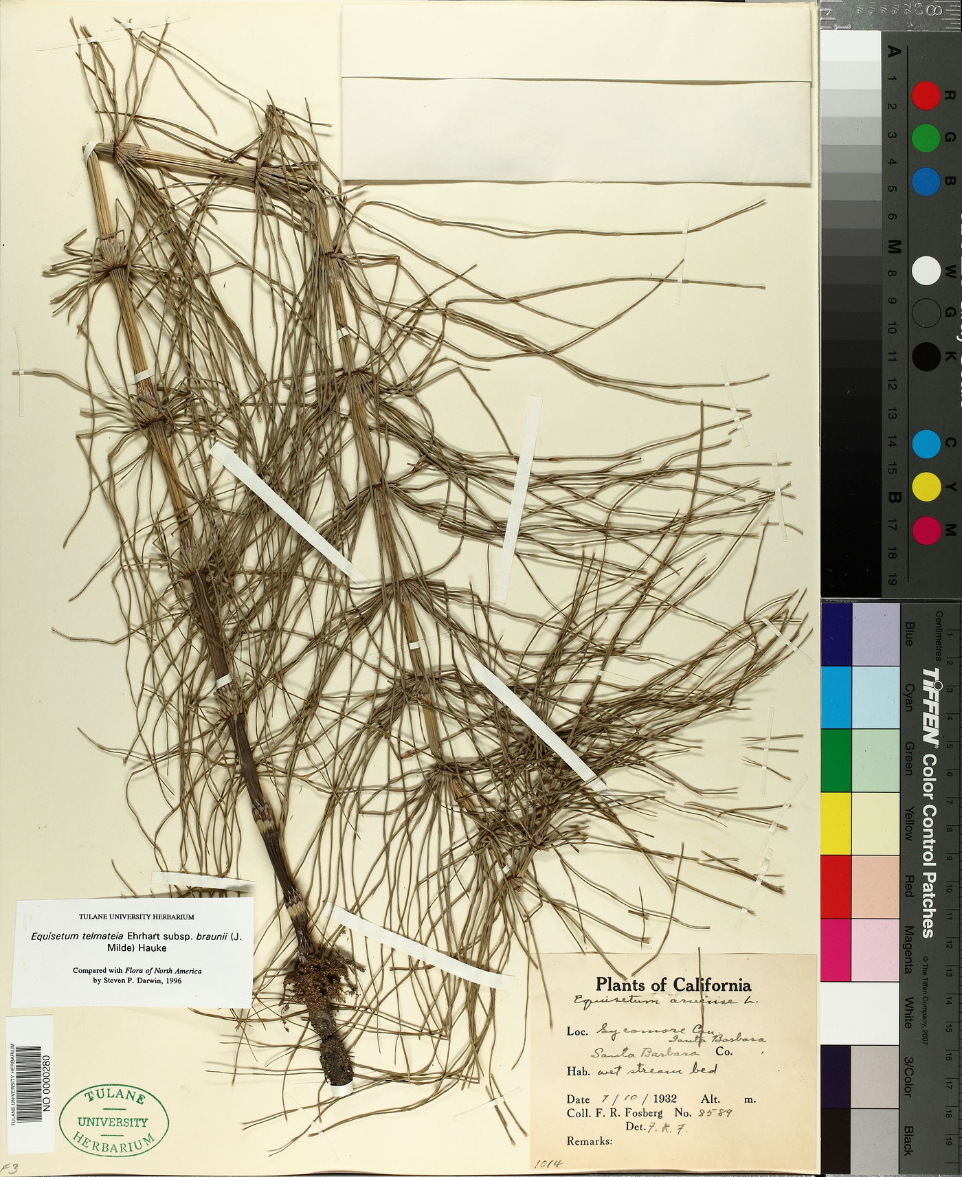 Equisetum telmateia subsp. braunii image