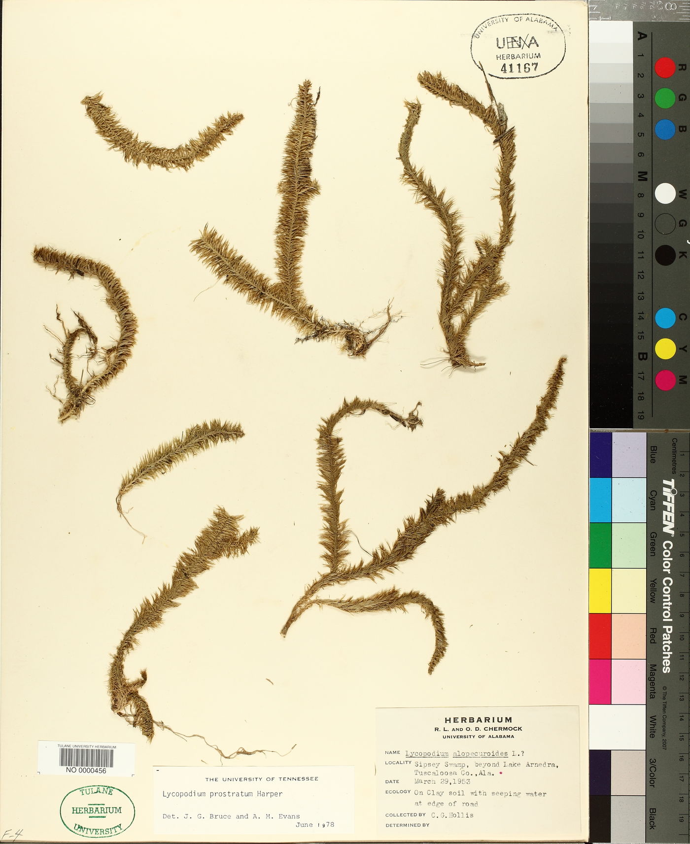 Lycopodium prostratum image