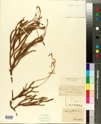 Image of Austrolycopodium aberdaricum