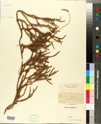 Austrolycopodium aberdaricum image