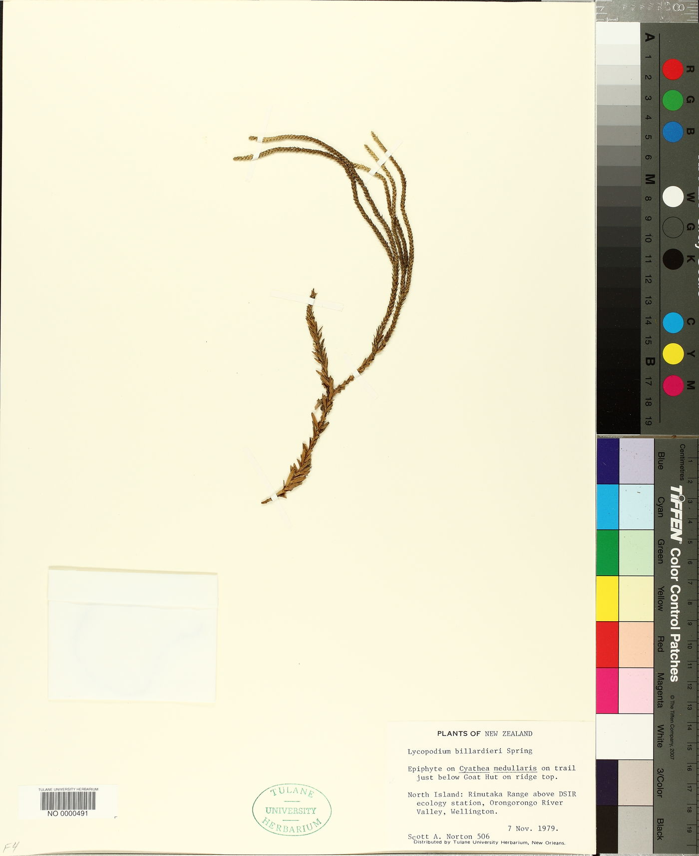 Lycopodium billardierei image