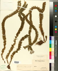 Lycopodium phlegmaria image