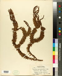 Lycopodium phyllanthum image