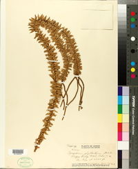 Lycopodium phyllanthum image