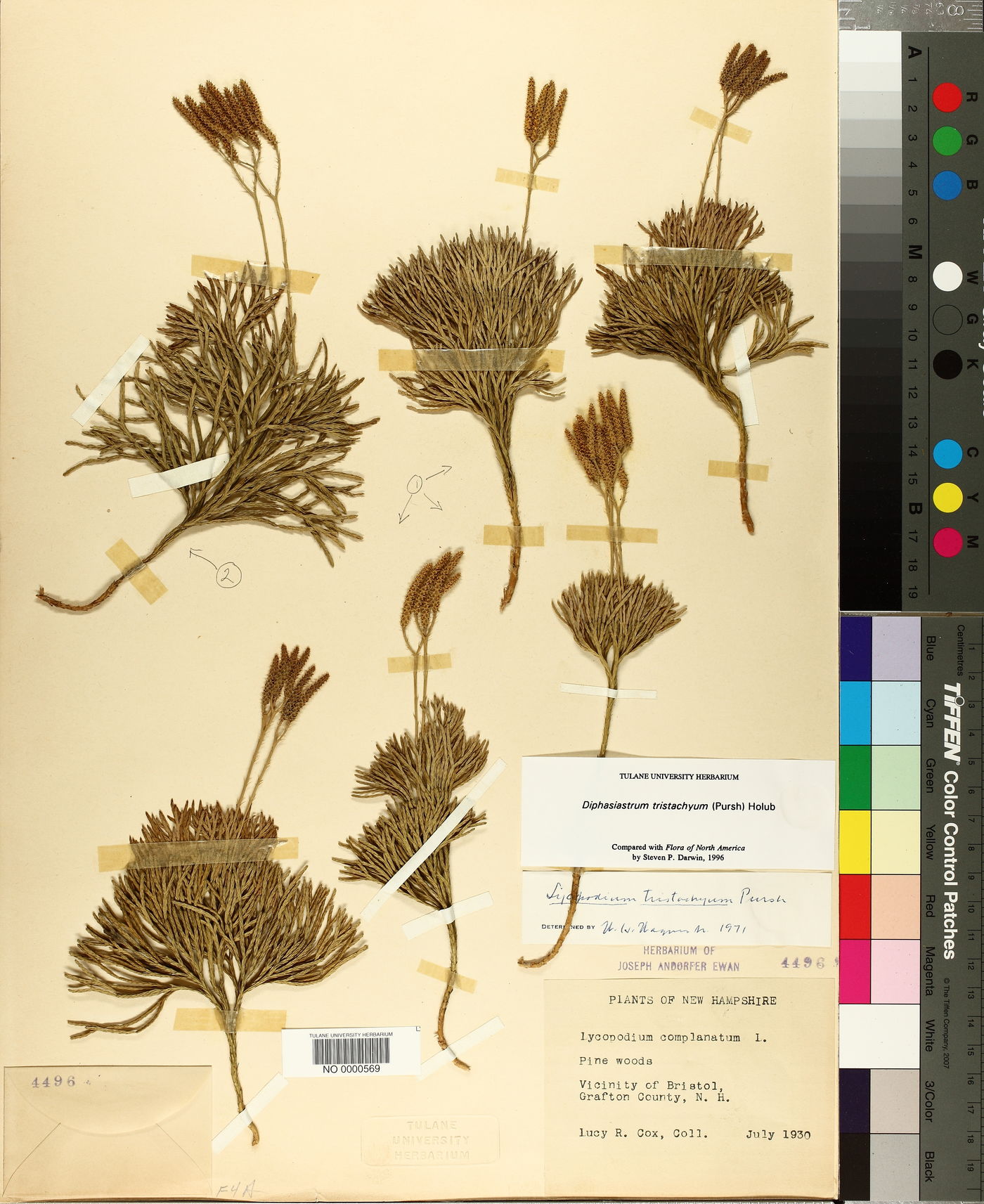 Diphasiastrum tristachyum image