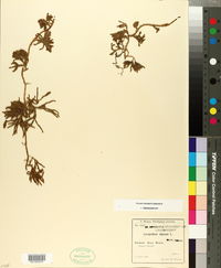 Lycopodium alpinum image