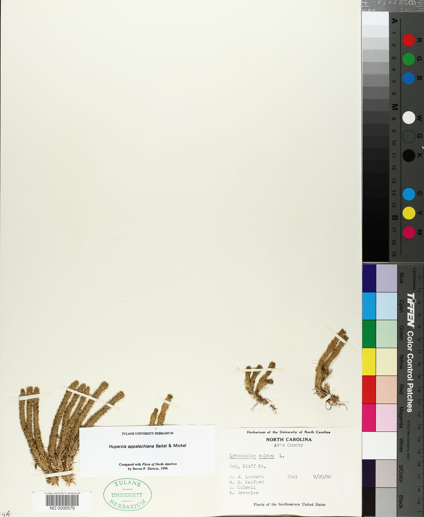 Huperzia appalachiana image