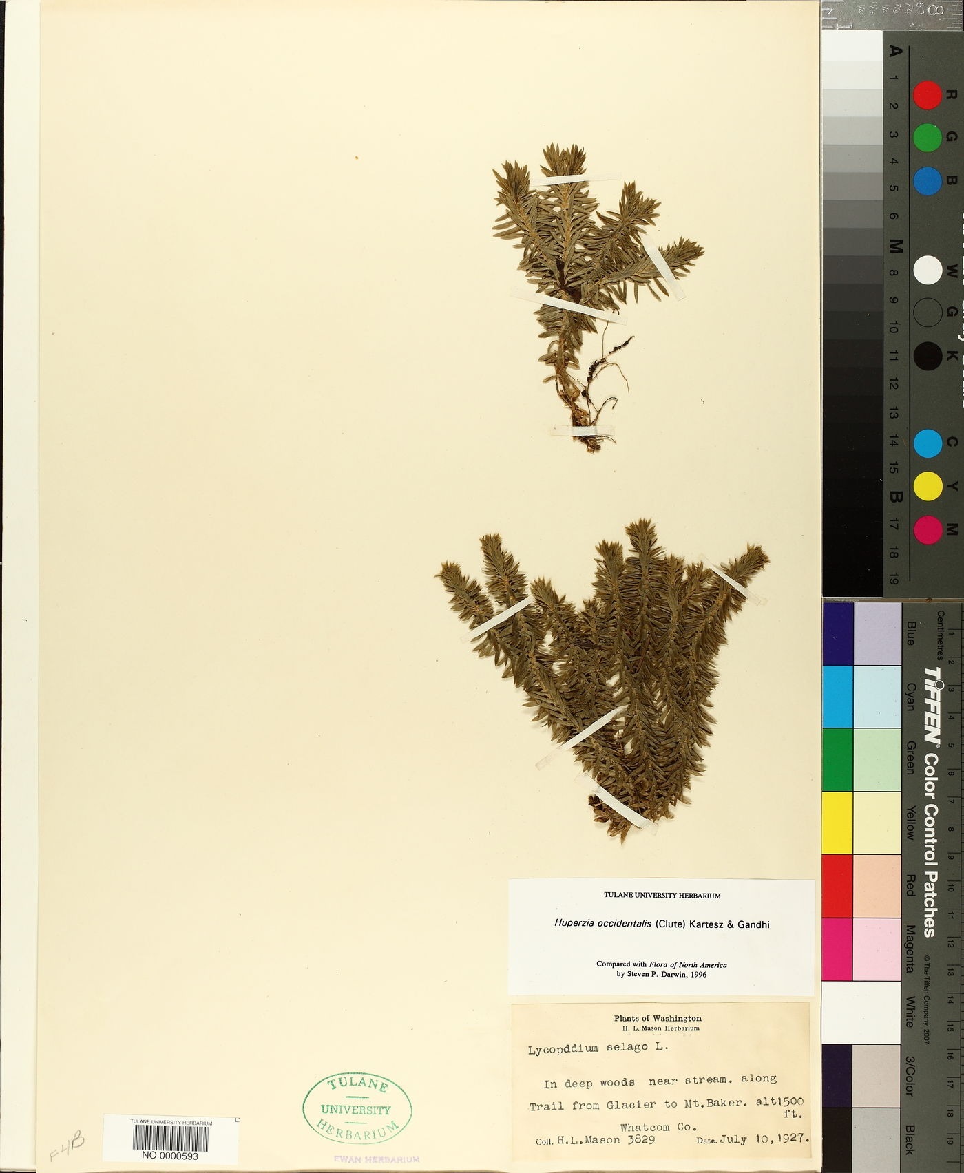 Huperzia occidentalis image