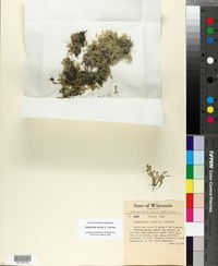 Selaginella apoda image