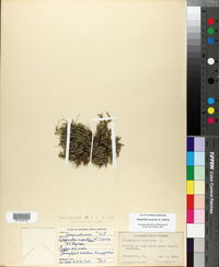 Selaginella rupestris image