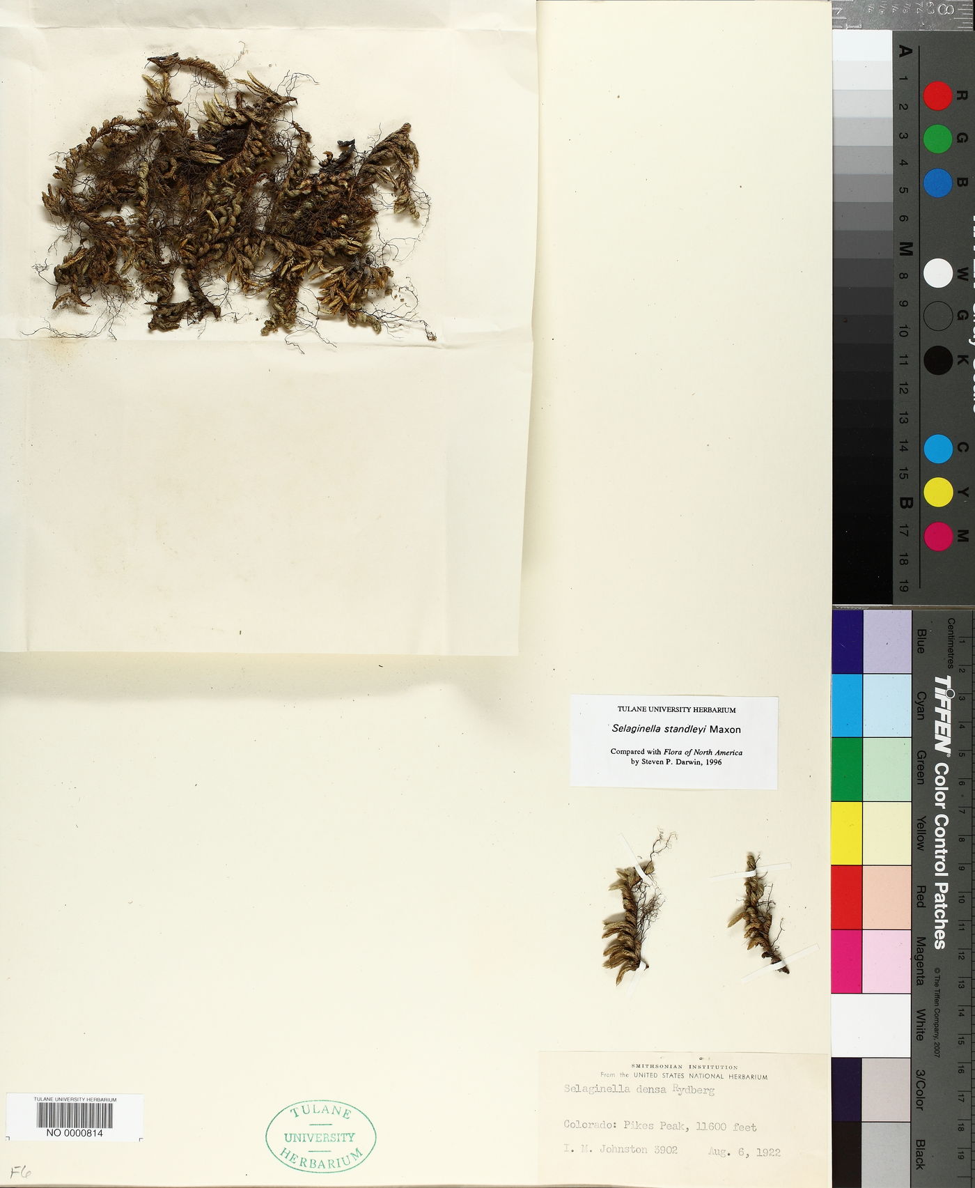 Selaginella standleyi image