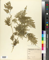 Image of Selaginella helferi