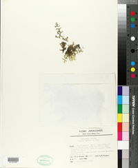 Image of Selaginella hispida