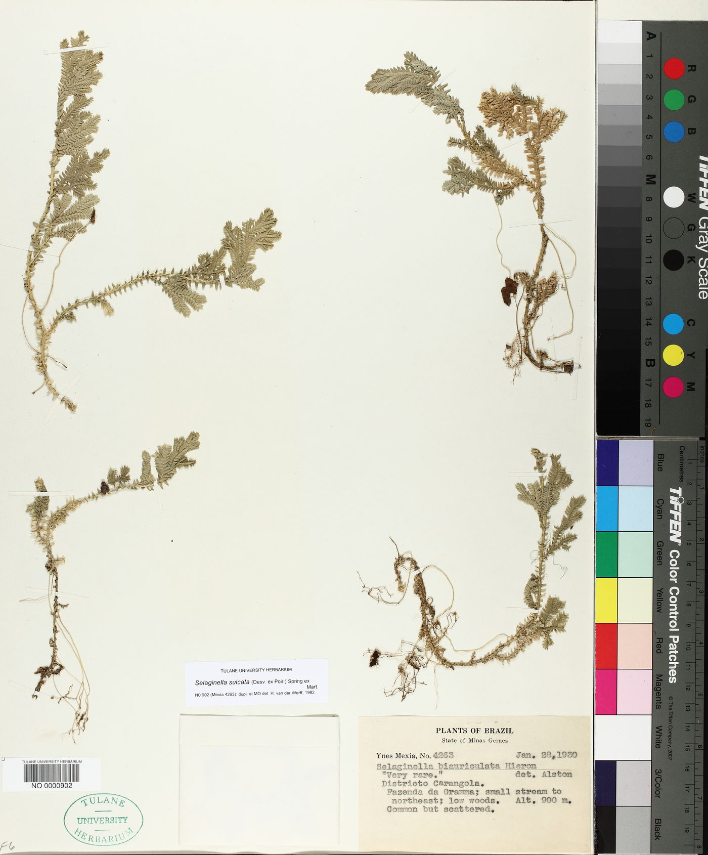 Selaginella sulcata image