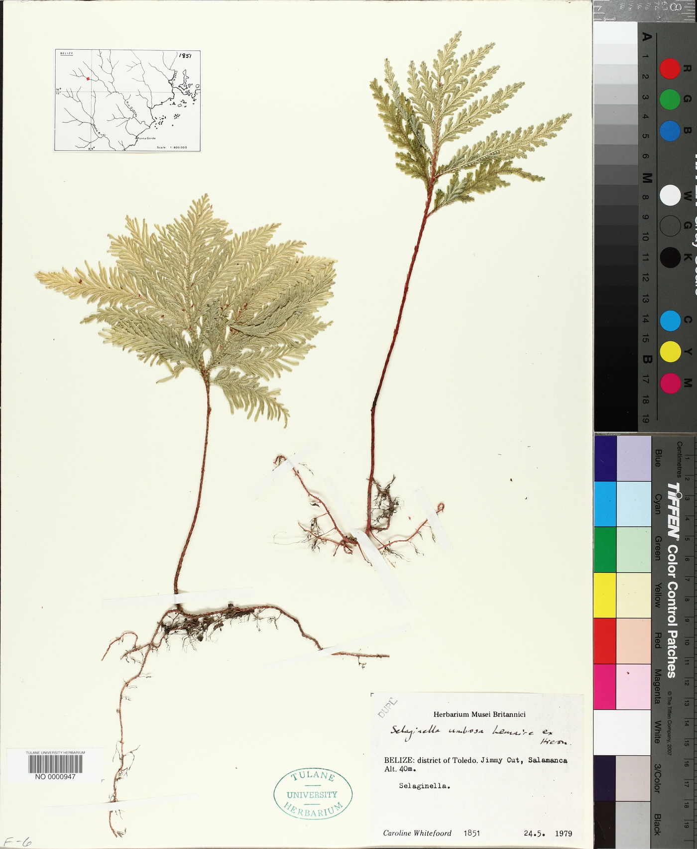 Selaginella umbrosa image
