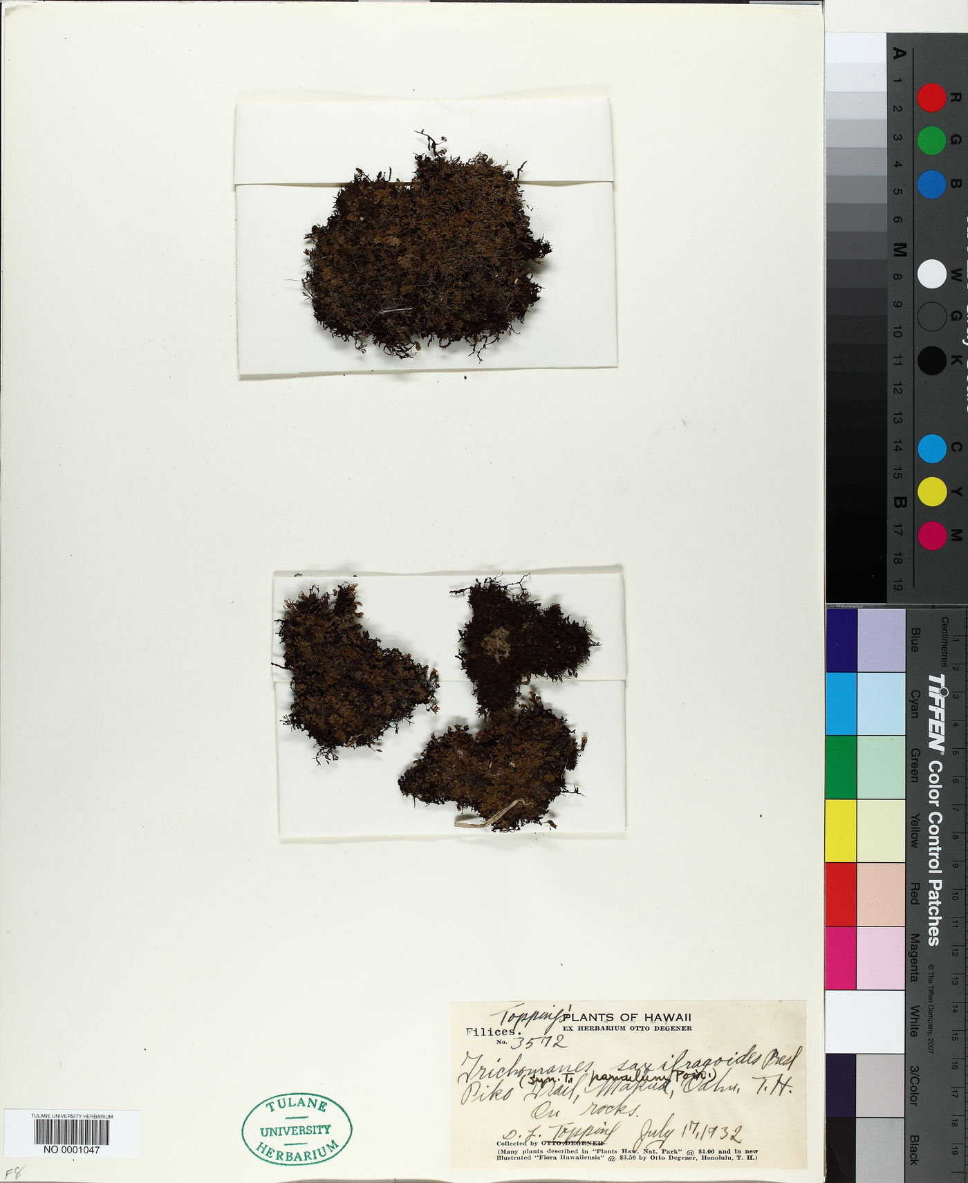 Trichomanes saxifragoides image
