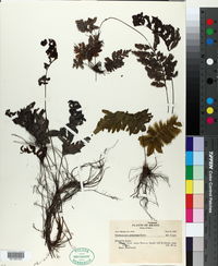 Trichomanes pinnatum image