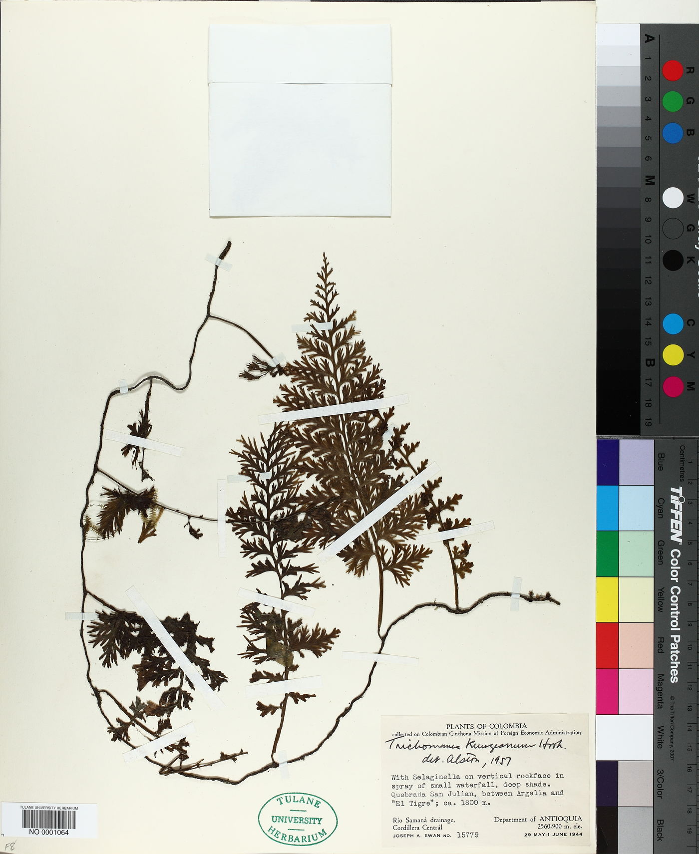 Vandenboschia radicans image