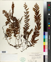 Hymenophyllum plumieri image