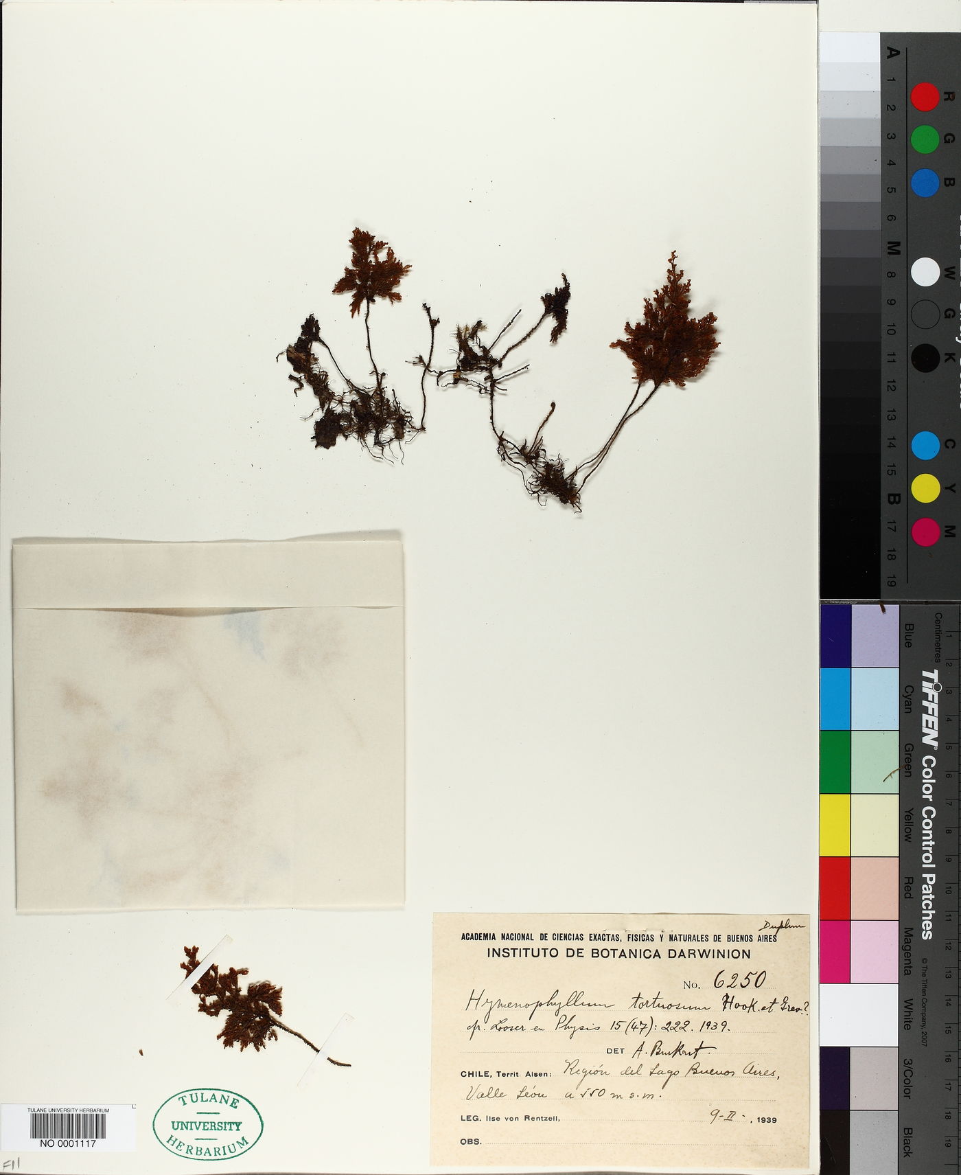 Hymenophyllum tortuosum image