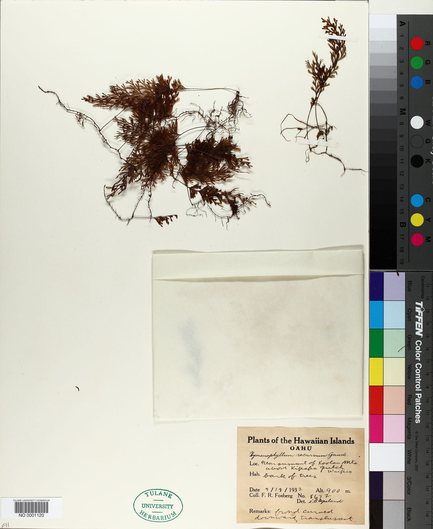 Hymenophyllum recurvum image