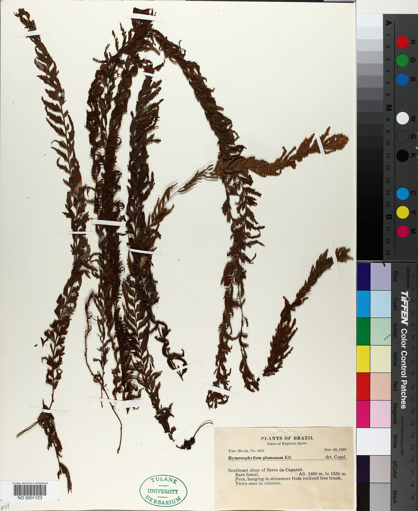 Hymenophyllum plumosum image