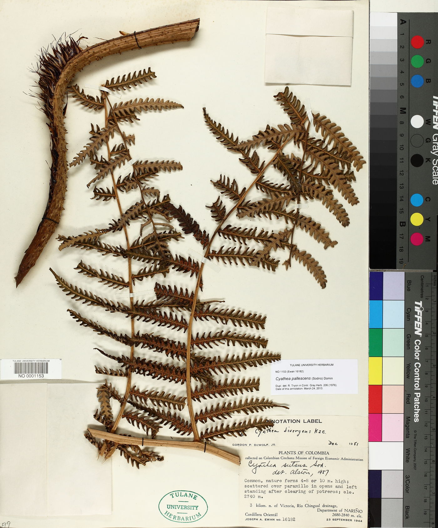 Cyathea pallescens image