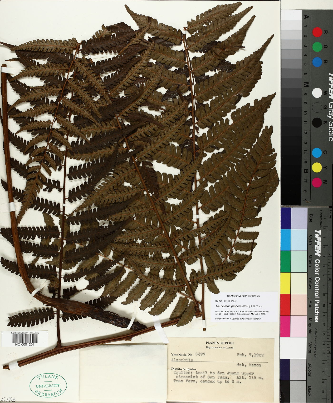 Trichipteris procera image