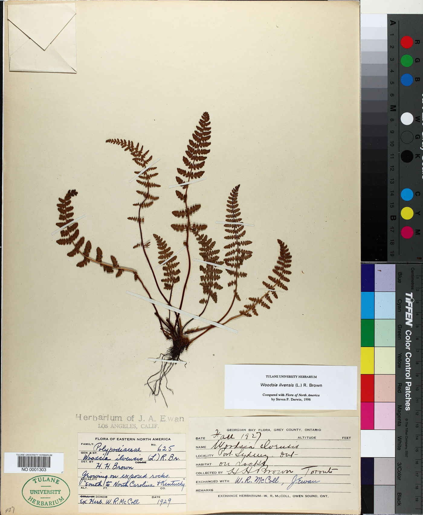 Woodsia ilvensis image
