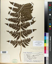 Dryopteris campyloptera image