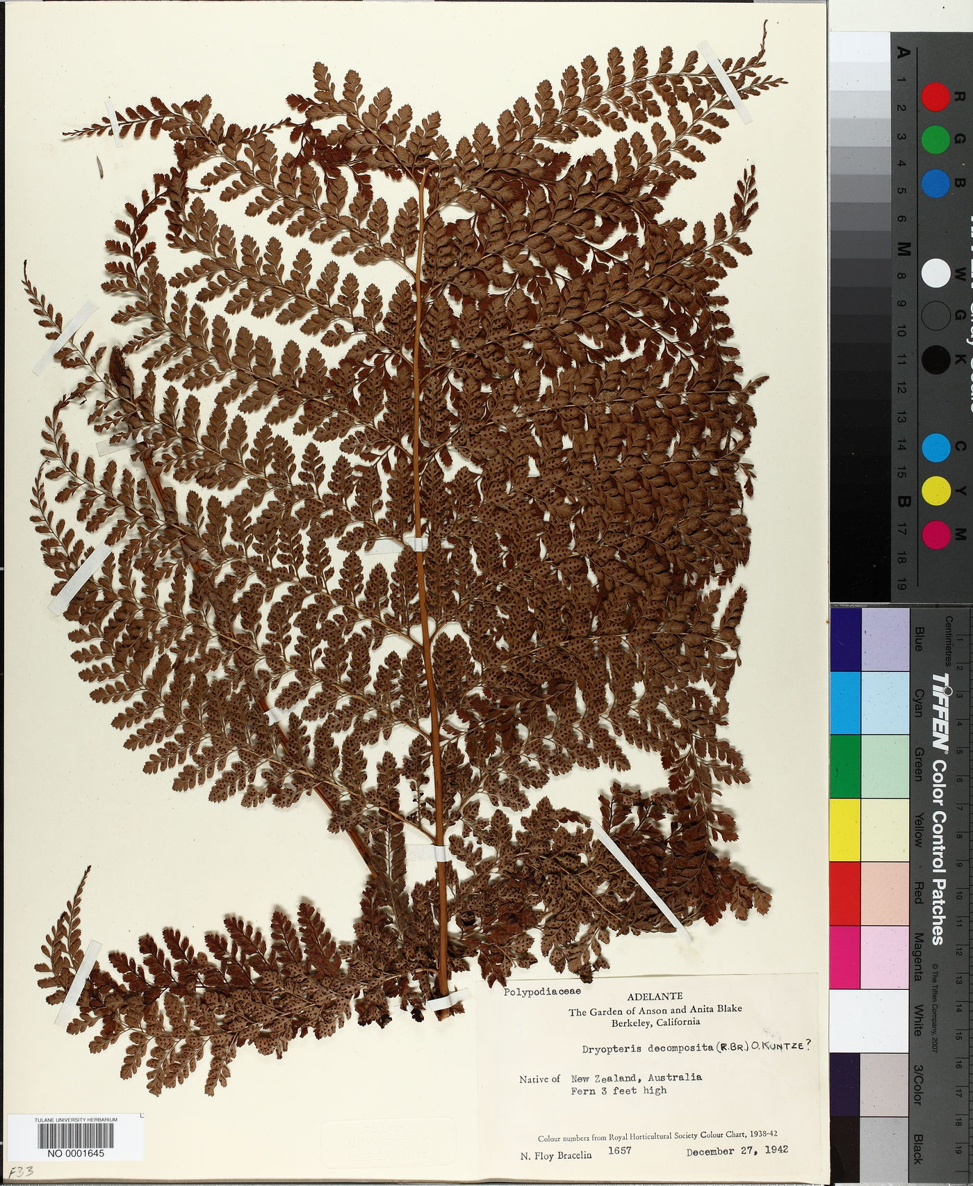 Lastreopsis decomposita image