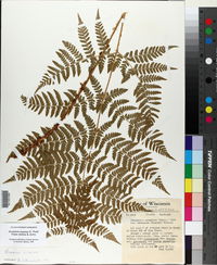 Dryopteris expansa image