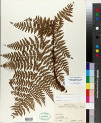 Dryopteris expansa image