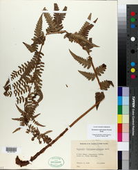 Dryopteris ludoviciana image