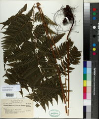 Lastreopsis effusa image