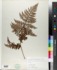 Dryopteris karwinskyana image