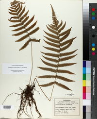 Thelypteris kunthii image