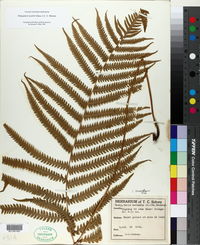 Thelypteris kunthii image