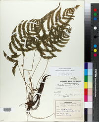 Thelypteris kunthii image