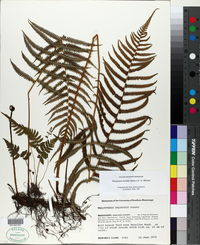 Thelypteris kunthii image
