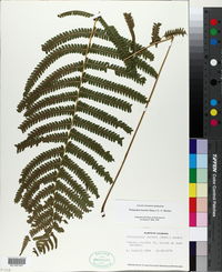 Thelypteris kunthii image