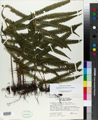 Thelypteris kunthii image