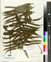 Thelypteris kunthii image