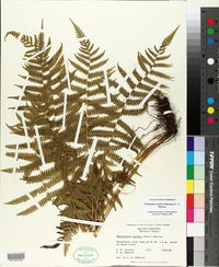 Thelypteris kunthii image