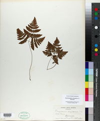 Gymnocarpium dryopteris image