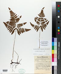 Gymnocarpium robertianum image